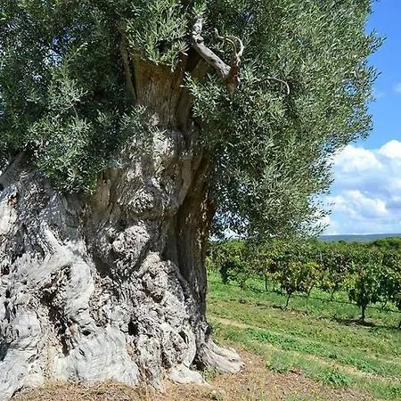Trulli Monte Pasubio Trulli Bbalberobellocom 公寓 *
