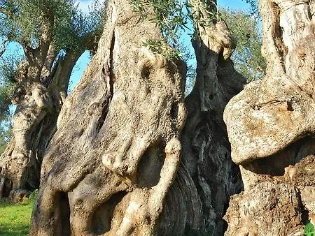 Trulli Monte Pasubio Trulli Bbalberobellocom Lejlighed *