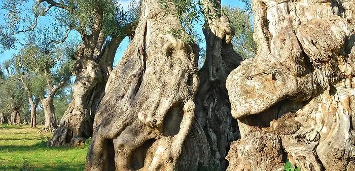 Trulli Monte Pasubio Trulli Bbalberobellocom Appartamento *